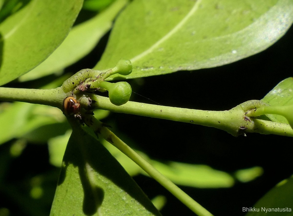 Euonymus walkeri Wight